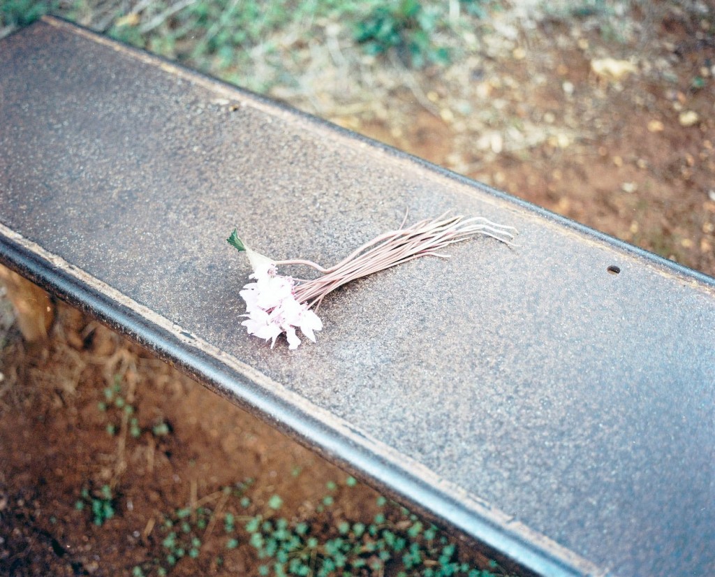 Centre Familial de Ben Aknoun, Ben Aknoun area. Fig. 2: Cyclamen africanum (African Cyclamen). Flower that Yateb Yacine used to offer to women. C-Print, 2015. 50 x 60cm