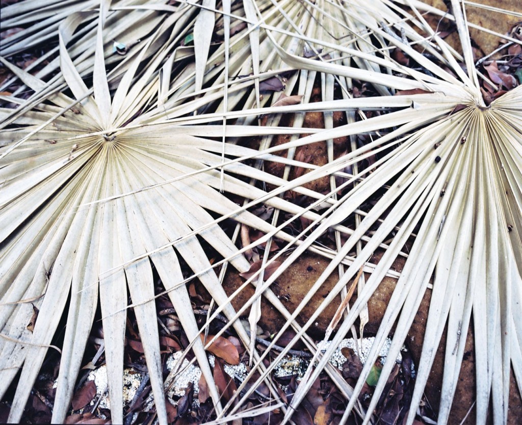 Lost Boats. Detail : Dry Leaves. 2012. C-Print. 80X100cm